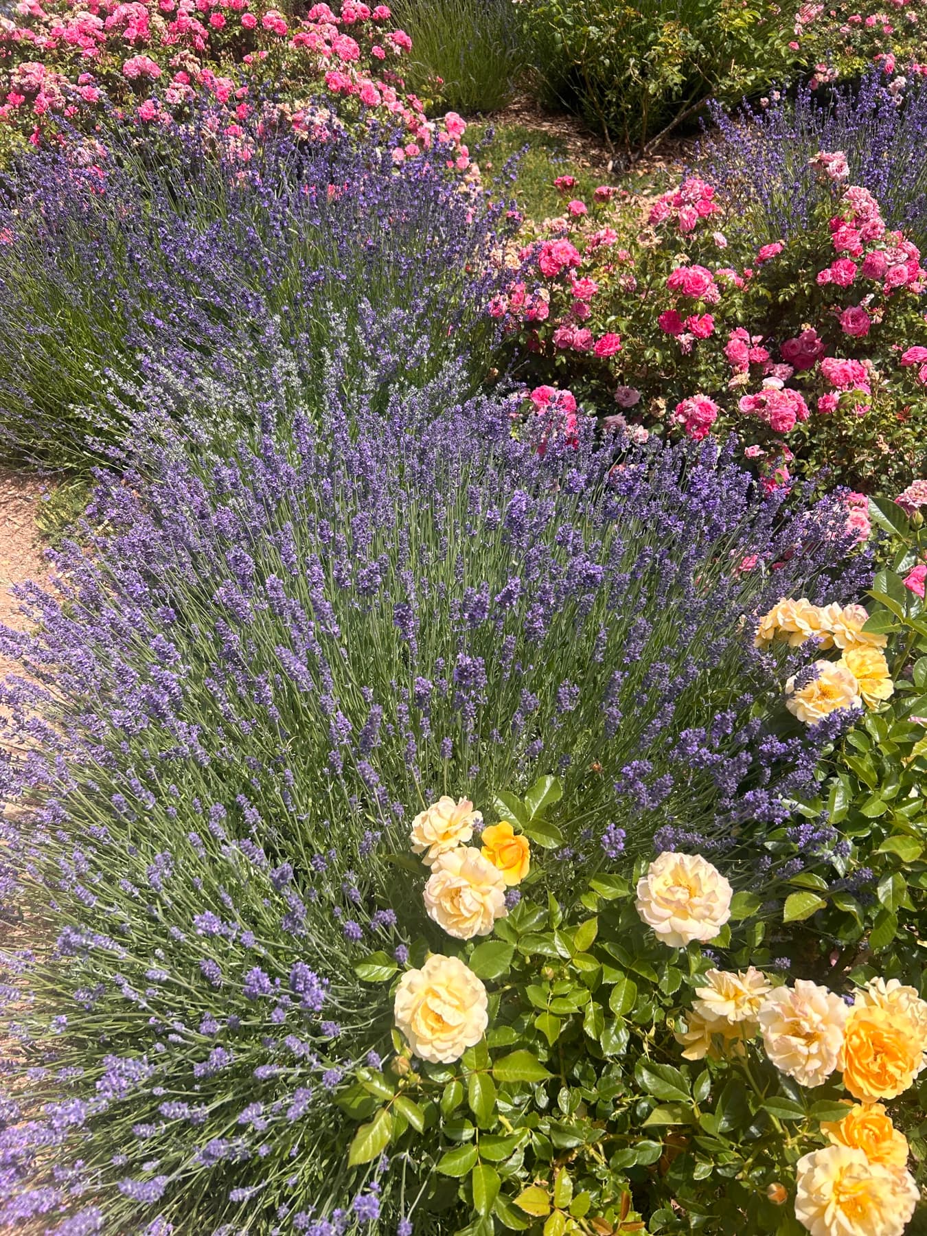 Rose and lavender garden in bloom
